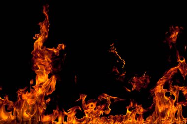 Köye yakın ağaçlık alanda çiçekler açıyor. Çiçeklere yakın çekim.