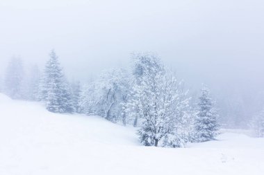 Karla kaplı ağaçlarla kaplı güzel bir kış manzarası. Kış dağları.