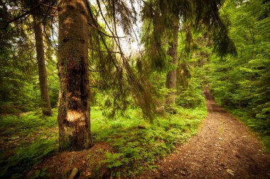 Toprak bir yol boyunca uzanan bir patika, yoğun yaprak döken bir ormanın içinden geçiyor ve ağaçlar kökünü Synevyr Gölü 'nün üzerindeki Karpat Dağları' na döküyor. Ukrayna. 