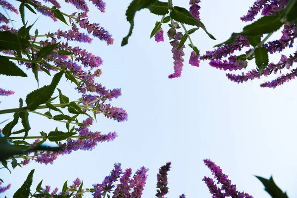 Вид снизу на красивые дикие полевые цветы посреди зеленых ушей. над цветами голубое чистое небо. — стоковое фото