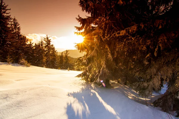 Harika bir kış manzarası. Kış dağı ormanı. Sıcak güneş ışığı altında buzlu ağaçlar. resim gibi doğa manzarası. yaratıcı sanatsal imaj. Instagram filtresi. kış bayramı arkaplanı.