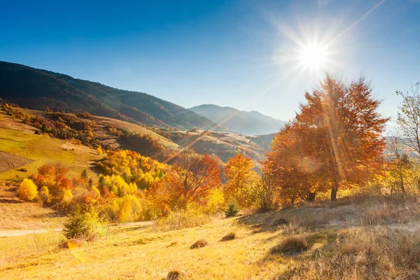 Sonbahar günü Ukrayna Karpatlar renkli ağaçlar, pus parlayan güneş ışınları muhteşem ışık efektleri ile nazik. Kayın huş blue Dağları arka plan üzerinde çok güzel