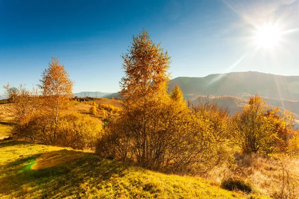 Sonbahar günü Ukrayna Karpatlar renkli ağaçlar, pus parlayan güneş ışınları muhteşem ışık efektleri ile nazik. Kayın huş blue Dağları arka plan üzerinde çok güzel