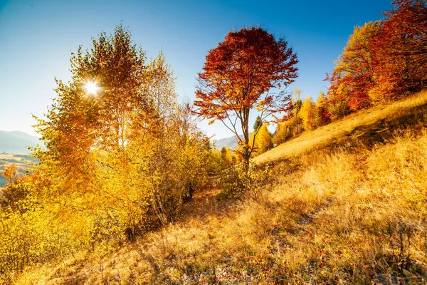 Őszi nap ukrán Kárpátok színes fák, a nap süt haze szelíd ágait látványos fényhatások. Bükk birch egy nagyon szép kék hegyek a háttérben — Stock Fotó