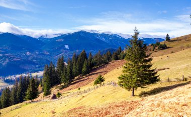 Yalnız ağaç ve sonbahar rengi otlar Karpatlar ve dağ sıralarında,