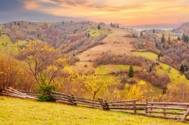 Karpatlar, Ukrayna. Sıcak bir yaz akşamında ağaçların serin gölgesinde çiçeklerle dolu harika bir orman..