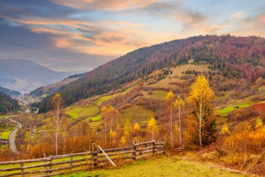 Karpatlar, Ukrayna. Sıcak bir yaz akşamında ağaçların serin gölgesinde çiçeklerle dolu harika bir orman..