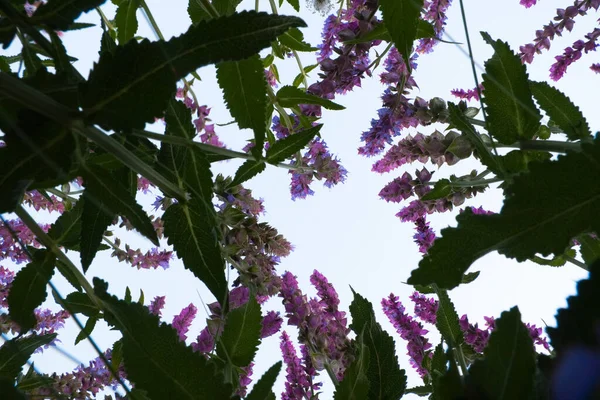 Bottom view of beautiful wild wildflowers in the middle of green ears. above the flowers blue clear sky. — Foto Stock