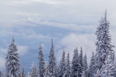 Kış orman bulutlar manzara havadan görünümü ağaçlar seyahat sakin manzara arka plan
