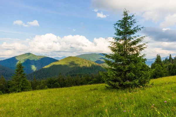 Ukrayna 'daki Karpat Dağları' nın Synevyr vadisinde yemyeşil ormanları ve bitkileri olan güzel doğa ve muhteşem manzara. Taze yeşil çayırlar ve açan kır çiçekleri..
