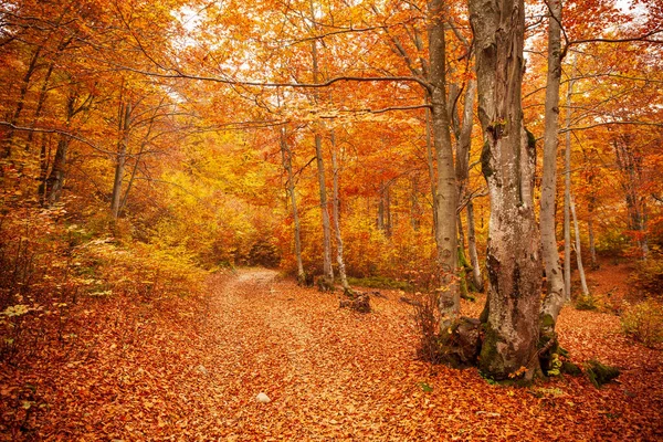 Sonbahar ormanlarında yol, ağaçların arasından parlayan güneş. Sonbahar yaprakları.
