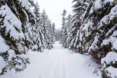 Kardan sonra karla kaplı köknar ormanı ve kış günü sisli gri gökyüzü. Karpat Dağları, Ukrayna
