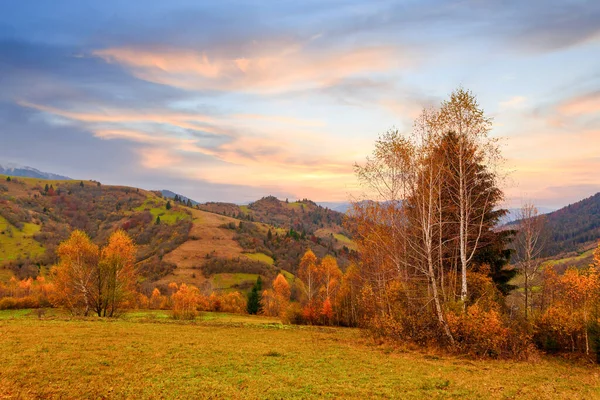 Karpatlar, Ukrayna. Sıcak bir yaz akşamında ağaçların serin gölgesinde çiçeklerle dolu harika bir orman..