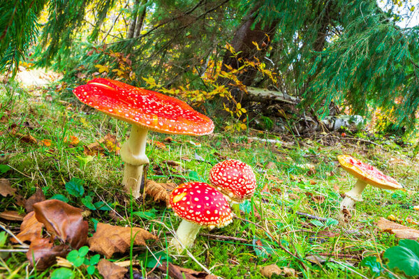 Beautiful wild mushroom Amanita on a green meadow in a dense multicolored forest in the Carpathian mountains in autumn