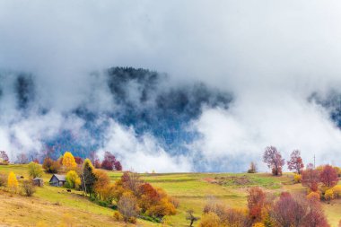Ukrayna 'da sonbahar. Karpat Dağları 'ndaki muhteşem renkli yaprak döken orman. İnsan eli değmemiş doğanın dünyası..