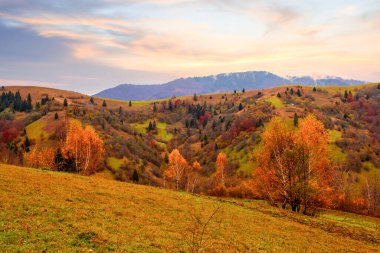Karpatlar, Ukrayna. Sıcak bir yaz akşamında ağaçların serin gölgesinde çiçeklerle dolu harika bir orman..