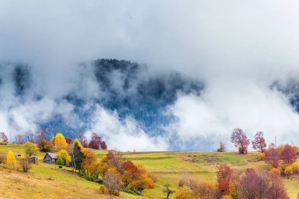 Ukrayna 'da sonbahar. Karpat Dağları 'ndaki muhteşem renkli yaprak döken orman. İnsan eli değmemiş doğanın dünyası..