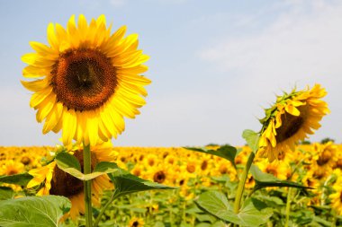 Harkov, Ukrayna. Güneşli günlerde ve sıcak havada gökyüzünün arka planında ayçiçeği tarlaları çiçek açıyor. Ayçiçeği sebze yağı üretimi için ekilen popüler bir tarladır..
