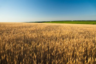 Altın buğday tarlası sabahın erken saatlerinde güzel bir ufuk ve mavi gökyüzü, yazın hasat zamanı, sarı buğday kulakları ve gün ışığında uzun saplarda sivri uçlar. Ukrayna. 