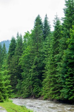 Resmin etrafındaki yemyeşil orman ve bitki örtüsüyle güzel doğa ve manzara ve Ukrayna 'daki Karpat Dağları' nın Synevyr vadisine akan muhteşem Tereblya nehri..