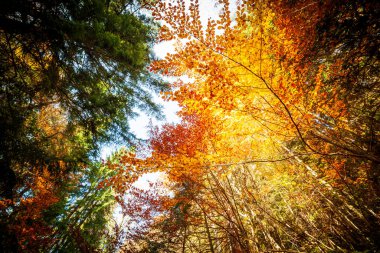 Ukrayna. Resimli ağaçlar güzel renkte giyinmişlerdir. Güneş ışınları sonbaharda çok renkli yaprakları delip geçer. Her şeyi büyülü ışıkla boyarlar. Carpathian sonbahar ormanı.