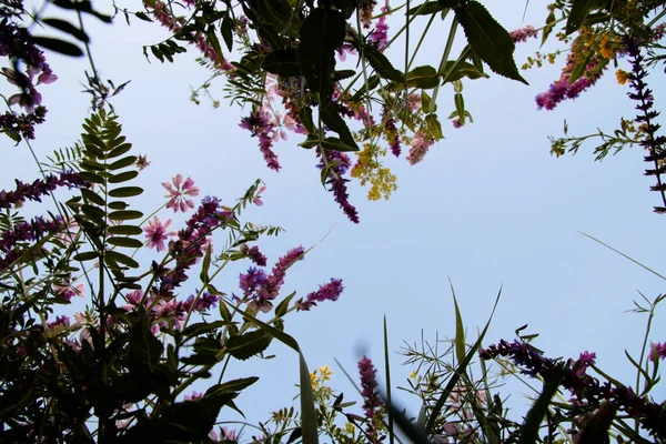 Bottom view of beautiful wild wildflowers in the middle of green ears. above the flowers blue clear sky. — Foto Stock