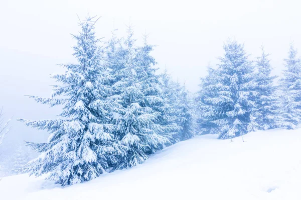 Karla kaplı ağaçlarla kaplı güzel bir kış manzarası. Kış dağları.