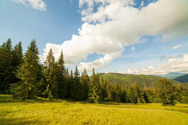 Beautiful nature and wonderful landscape with lush green forests and vegetation in the Synevyr valley of the Carpathian mountains in Ukraine. Fresh green meadows and blooming wildflowers. — Stock Photo, Image