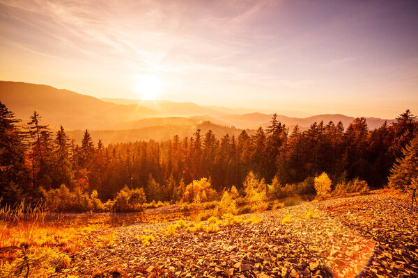 Ukraine. Warm autumn in the Carpathians. Very beautiful picturesque, beech, birch and pine forests on the slopes of the Synevyr Mountains glow with bright colors against the backdrop of sunset.