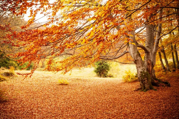 Ukraine. Schöne sonnige Herbstlandschaft mit abgefallenen trockenen roten Blättern, Wald und gelben Bäumen. Schöne bunte Sonnenstrahlen durch die Äste der Bäume. Shypit Nationalpark Karpaten. Pylypten. — Stockfoto