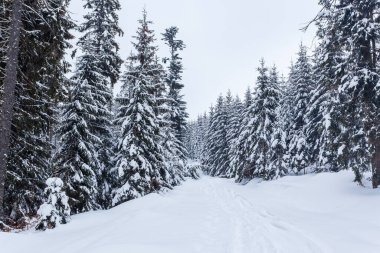 Kardan sonra karla kaplı köknar ormanı ve kış günü sisli gri gökyüzü. Karpat Dağları, Ukrayna