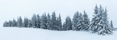 Karlı ağaçları ile fantastik kış manzarası. Karpatlar, Ukrayna, Europe