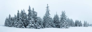 Karlı ağaçları ile fantastik kış manzarası. Karpatlar, Ukrayna, Europe