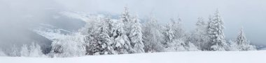Karlı ağaçları ile fantastik kış manzarası. Karpatlar, Ukrayna, Europe
