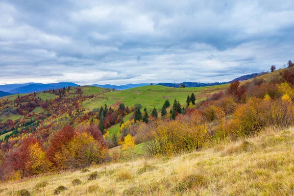 Karpatlar, Ukrayna. Donmuş çimenler, güzel mavi bir gökyüzünün ve tüylü beyaz sislerin arka planında beyaz buzla kaplıydı. Yüksek kalite fotoğraf