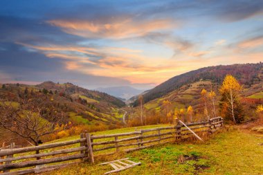 Karpatlar, Ukrayna. Sıcak bir yaz akşamında ağaçların serin gölgesinde çiçeklerle dolu harika bir orman..