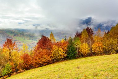 Ağaçların üzerinde sarı yapraklar ve uzaktaki yeşil köknar ağaçlarıyla güzel sonbahar orman manzarası, güzel fırtına bulutları.