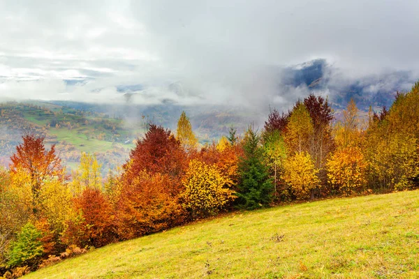 Ağaçların üzerinde sarı yapraklar ve uzaktaki yeşil köknar ağaçlarıyla güzel sonbahar orman manzarası, güzel fırtına bulutları.