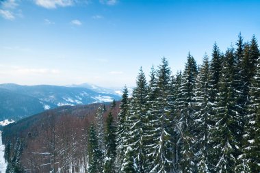 Karpat Dağları, Ukrayna. Güzel kış manzarası. Orman işçisi karla kaplı..