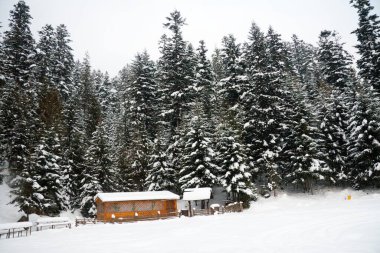 Karpat Dağları, Ukrayna. kozalaklı ağaçlarda bir ev