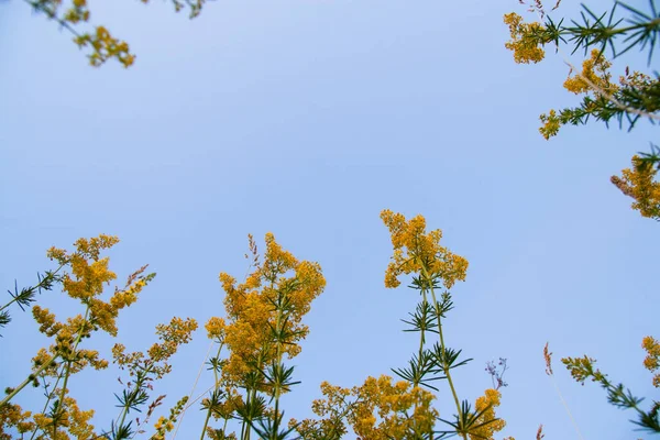 Bottom view of beautiful wild wildflowers in the middle of green ears. above the flowers blue clear sky. — Foto Stock