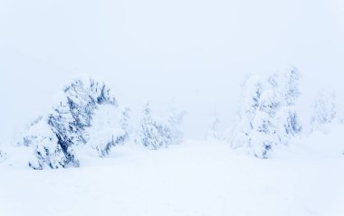 Kardan sonra karla kaplı köknar ormanı ve kış günü sisli gri gökyüzü. Karpat Dağları, Ukrayna