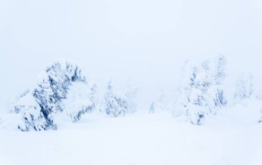 Kardan sonra karla kaplı köknar ormanı ve kış günü sisli gri gökyüzü. Karpat Dağları, Ukrayna