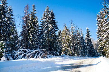 Karpat Dağları, Ukrayna. Karlı dağların güzel manzarası
