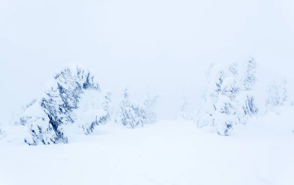 Bosque de abeto cubierto de nieve congelado después de nevadas y cielo gris en neblina en el día de invierno. Montañas Cárpatos, Ucrania — Foto de Stock