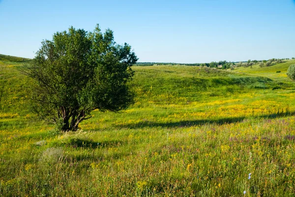 Yemyeşil mera tepeleri ve altın kanola çiçekli doğal tarım arazileri manzara
