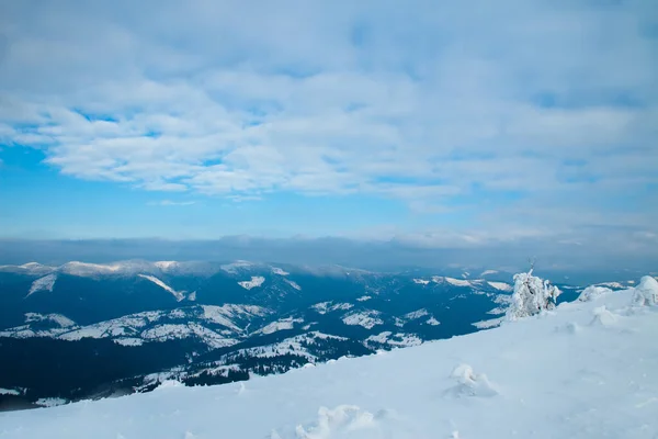 Karpaterna, Ukraina. Vackert vinterlandskap. Skogen är täckt med snö. — Stockfoto