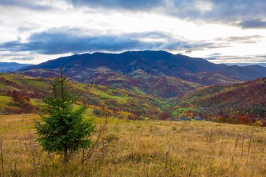 Karpatlar, Ukrayna. Donmuş çimenler, güzel mavi bir gökyüzünün ve tüylü beyaz sislerin arkaplanına beyaz buzla kaplanmış.