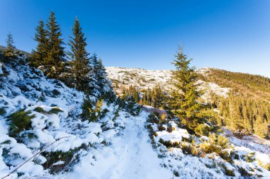 Ukrayna. Dağların manzarası, ormanla kaplanmış ve karla kaplı. Karpat dağları ve beyaz karla kaplı bir manzara. Dağlardan ve kardan oluşan güzel bir kış manzarası.