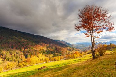 Güneşin altında parlayan sihirli sarı ağaçlar. Olağanüstü ve güzel bir sahne. Turist eğlencesi. Karpat Dağları, Ukrayna. Güzellik dünyası.